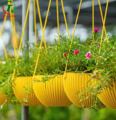 Sản phẩm CHẬU TREO SỌC ĐỦ MÀU GIÁ SỈ